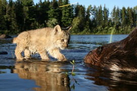Scène du film La rivière aux castors - Les aventures de mèche blanche Scène du film La rivière aux castors - Les aventures de mèche blanche