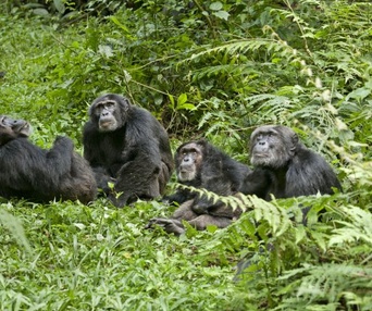 Une scène du film Chimpanzee