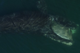 Une scène du film Last of the Right Whales Une scène du film Last of the Right Whales
