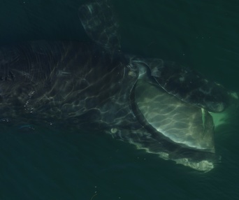 Une scène du film Last of the Right Whales