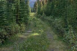Image du film The Issue with Tissue: A Boreal Love Story Image du film The Issue with Tissue: A Boreal Love Story