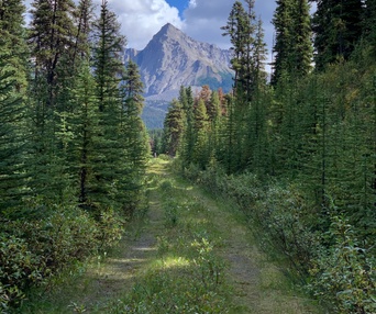Image du film The Issue with Tissue: A Boreal Love Story
