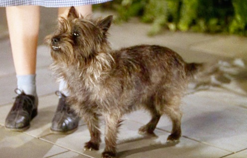 Une scène du film The Wizard of Oz