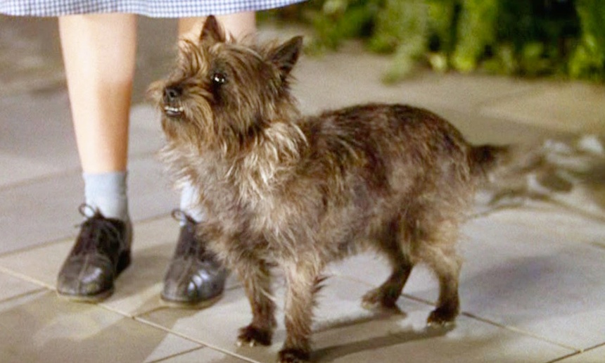 Un film sur Toto du magicien d'Oz en chantier