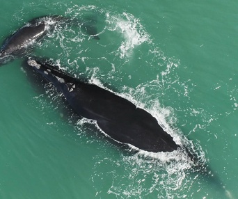 Une scène du film Last of the Right Whales