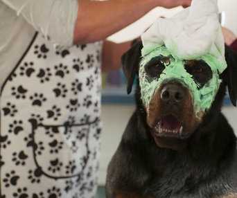 Une scène du film Show Dogs