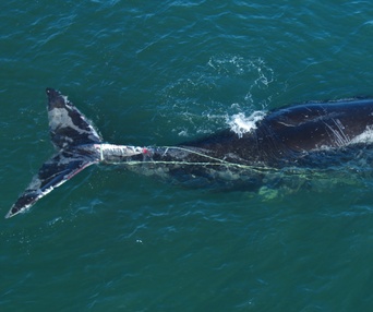 Une scène du film Last of the Right Whales