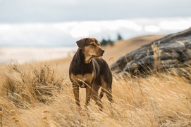 Une scène du film A Dog's Way Home