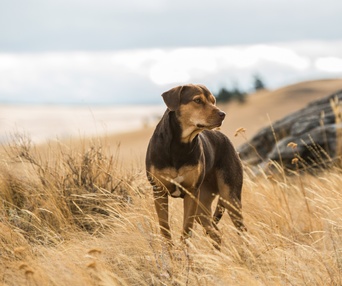 Une scène du film A Dog's Way Home