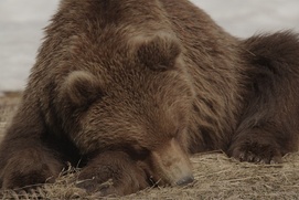 Une scène du film Terre des ours