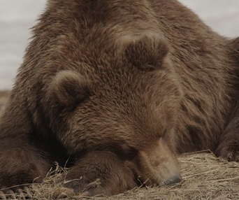 Une scène du film Terre des ours