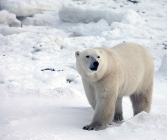 Une scène du film To the Arctic 3D
