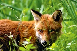 Scène du film Le renard et l'enfant