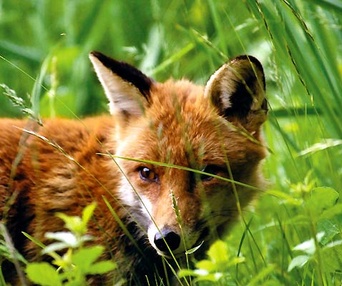 Scène du film Le renard et l'enfant