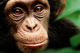 Affiche du film Chimpanzee