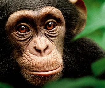 Affiche du film Chimpanzee