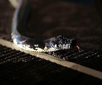 Scène du film Serpents à bord
