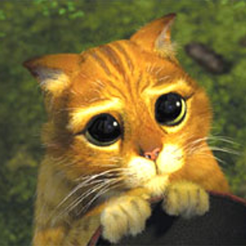 Le sus-mentionné chat.