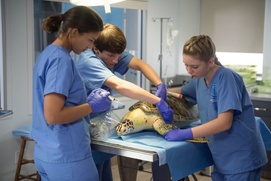 Une scène du film Dolphin Tale 2