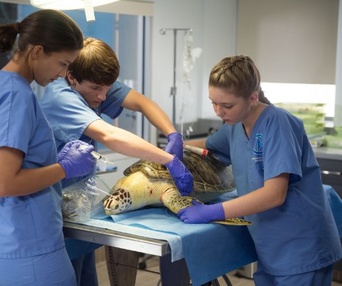 Une scène du film Dolphin Tale 2