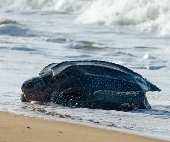 Une scène du film Oceans