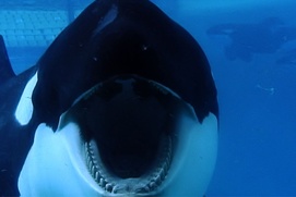 Une scène du film Blackfish