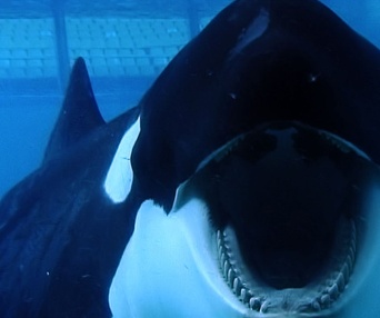 Une scène du film Blackfish