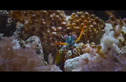 Bande-annonce en anglais