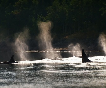 Une scène du film Blackfish