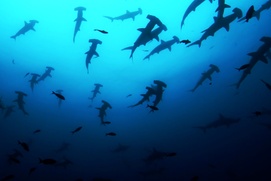Scène du film Sharkwater