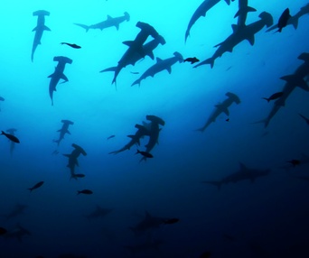 Scène du film Sharkwater