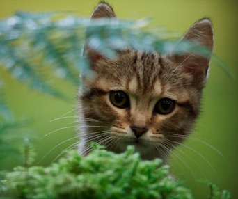 Une scène du film Mon chat et moi, la grande aventure de Rroû