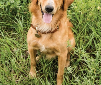 Une scène du film A Dog's Purpose