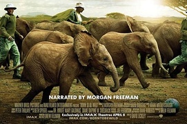 Affiche du film Born to Be Wild 3D