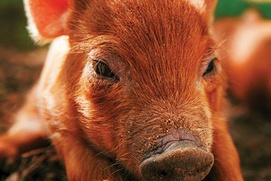 Affiche du film The Biggest Little Farm