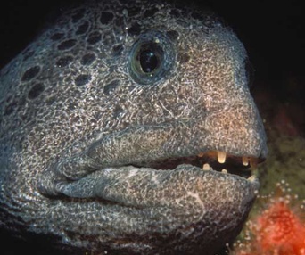 Sous les mers du monde en 3D