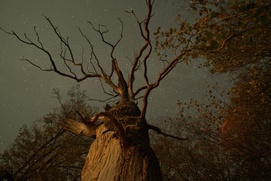Une scène du film The Hidden Life of Trees