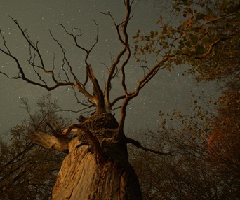 Une scène du film The Hidden Life of Trees