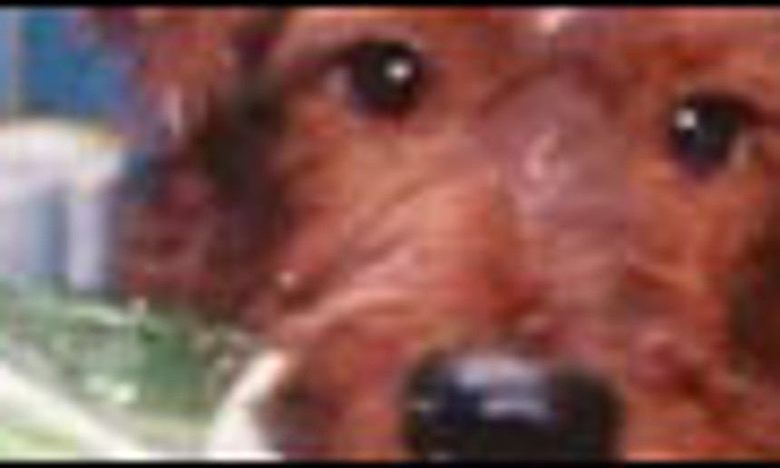 Bande-annonce en français du Chien de la caserne