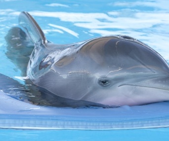 Une scène du film Dolphin Tale