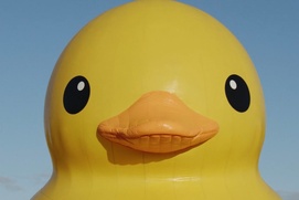 Une scène du film Canards errants