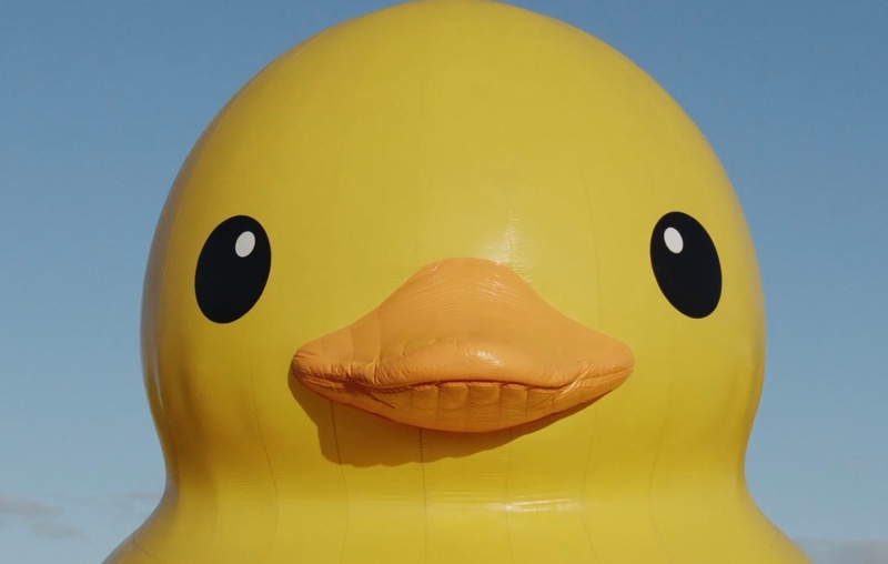 Une scène du film Canards errants