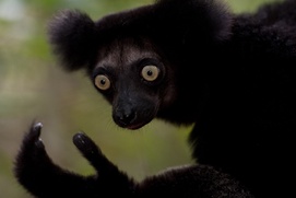 Une scène du film Island of Lemurs: Madagascar