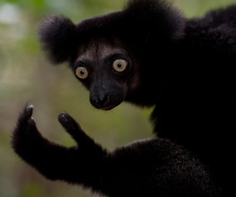 Une scène du film Island of Lemurs: Madagascar
