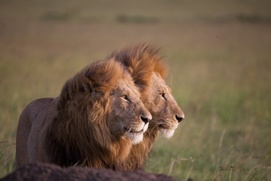 Une scène du film African Cats