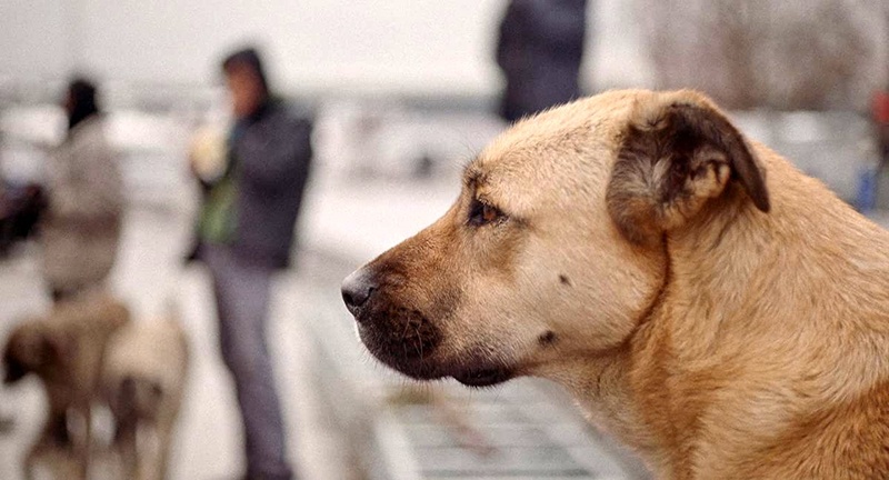 Une scène du film Stray : Le monde des chiens errants
