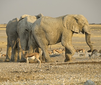Image du film Les aventuriers voyageurs - Botswana-Namibie : de la brousse au désert