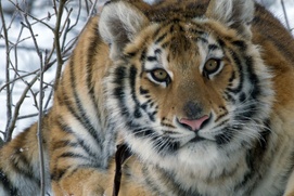 Une scène du film Le tigre et l'enfant Une scène du film Le tigre et l'enfant