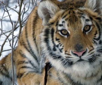 Une scène du film Le tigre et l'enfant