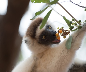 Une scène du film Island of Lemurs: Madagascar